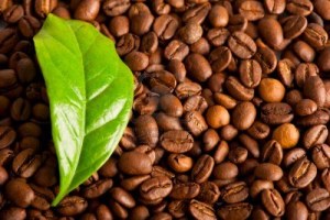 9055383-macro-of-coffee-beans-and-green-leaf-of-coffee-plant
