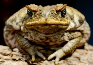 cane toad